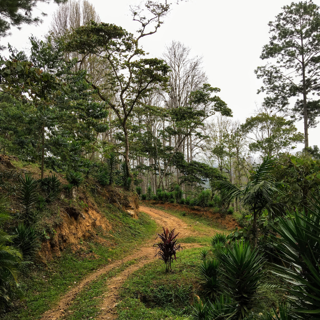 254 碧雅莊園 Finca La Bella・薇拉莎奇・日曬處理法・拉斯米納斯寶礦山脈