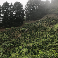 265.24 卡里布斯山莊園・藝伎・水洗處理法・拉斯米納斯寶礦山脈