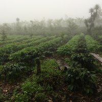 471.24卡佩提洛莊園 Capetillo Farm．帕卡瑪拉．日曬處理法．安提瓜(APCA)