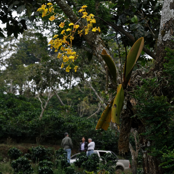 757 El Socorro 聖羅倫佐莊園．卡杜拉．水洗處理法．科班雨林