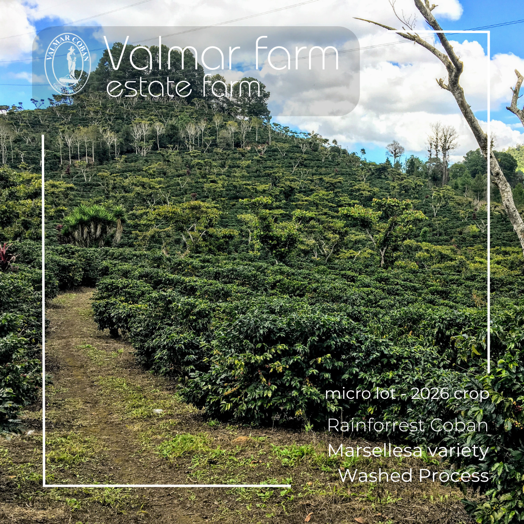 163 瓦爾瑪莊園 Valmar Farm - 科班雨林．瑪莎耶莎 Marsellesa． 水洗處理法 💧