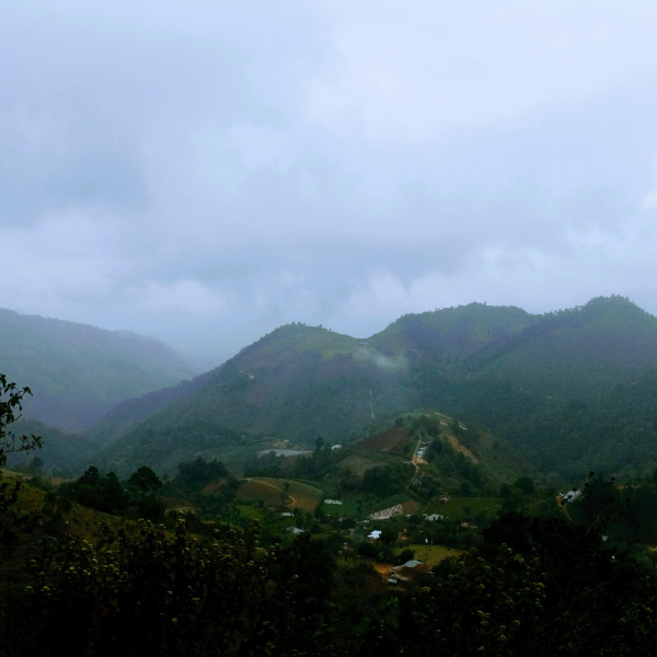 757 El Socorro 聖羅倫佐莊園．卡杜拉．水洗處理法．科班雨林