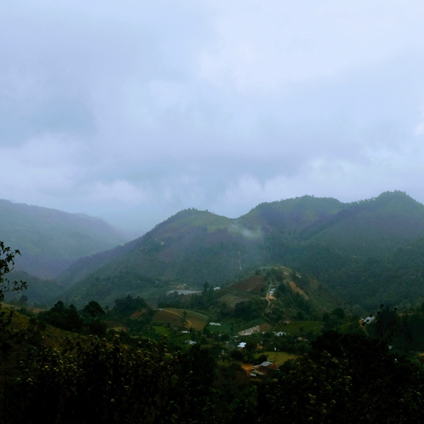 463.25 San Lorenzo Farm 綠山莊園 ．卡杜拉、卡杜艾．水洗處理法．科班雨林