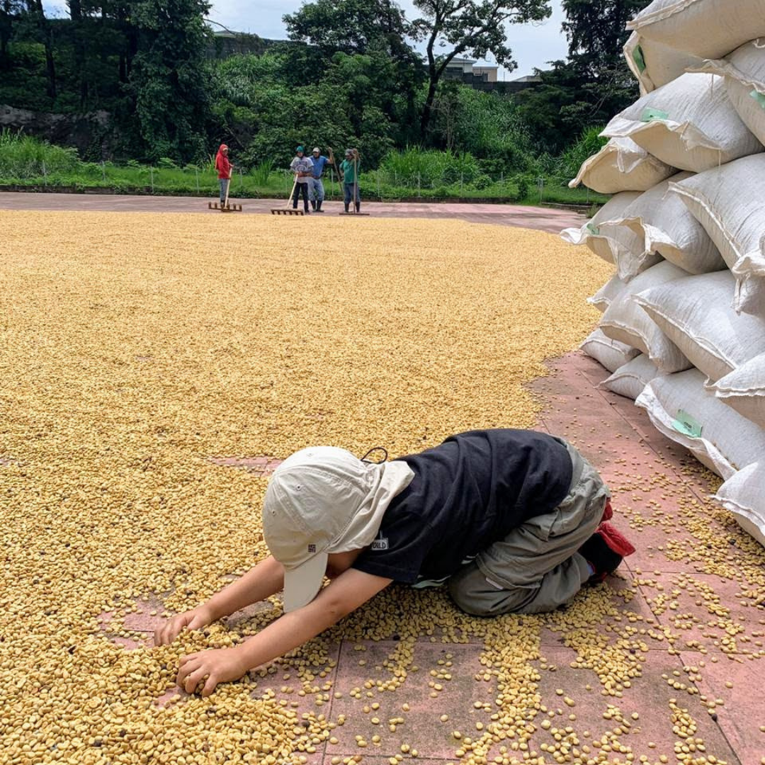 152 小王子莊園 Finca El Principito・黃卡杜艾・日曬處理法・法漢尼斯