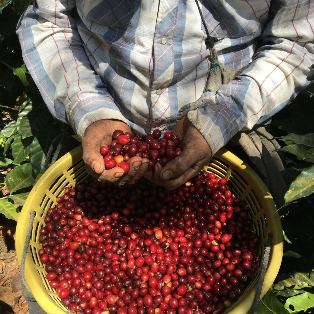 612.24 弩雲咖啡 Las Nubes coffee・卡杜拉、卡杜艾、鐵皮卡・水洗處理法・法漢尼斯 (瓜地馬拉商業豆)