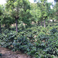 453.24 希洛羅咖啡 Cerro de Oro Coffee・卡杜拉、卡杜艾、鐵皮卡・水洗處理法・阿蒂特蘭湖 (瓜地馬拉商業豆）