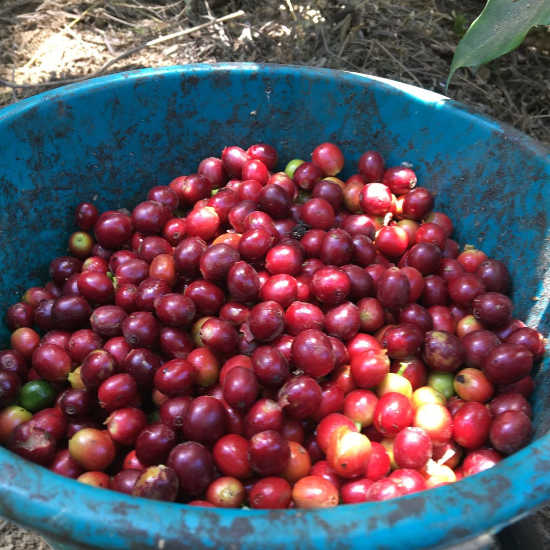 453.24 希洛羅咖啡 Cerro de Oro Coffee・卡杜拉、卡杜艾、鐵皮卡・水洗處理法・阿蒂特蘭湖 (瓜地馬拉商業豆）