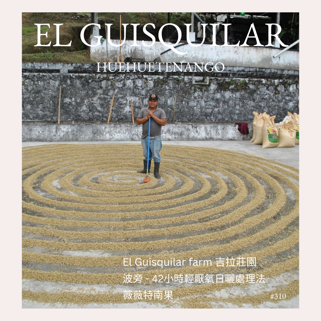 310 El Guisquilar吉拉莊園・波旁・42小時輕厭氧日曬・薇薇特南果