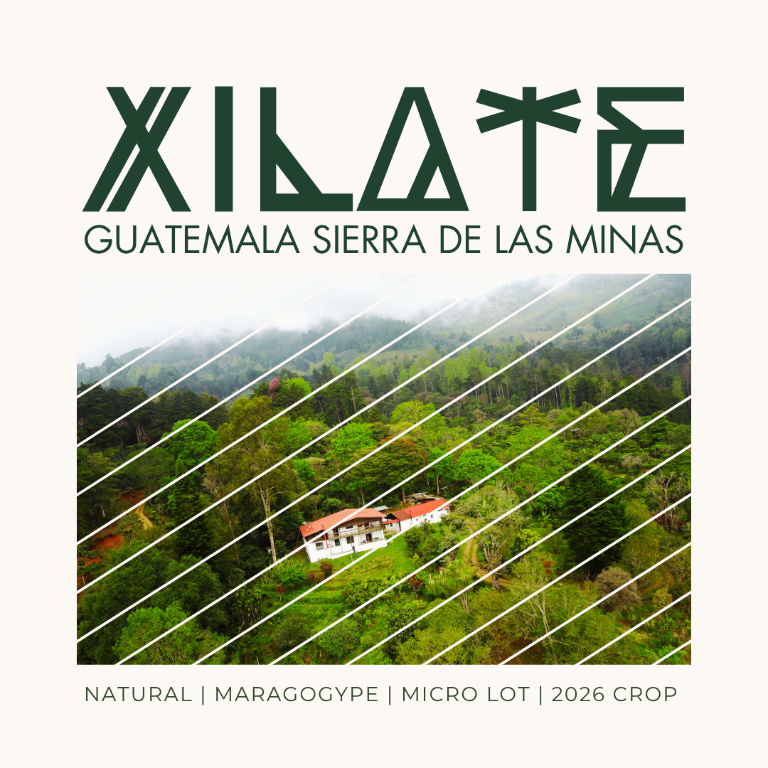 270 希雅莊園 Xilate Farm - 拉斯米納斯寶礦山脈．馬拉戈吉佩(象豆)．日曬處理法 ☀️