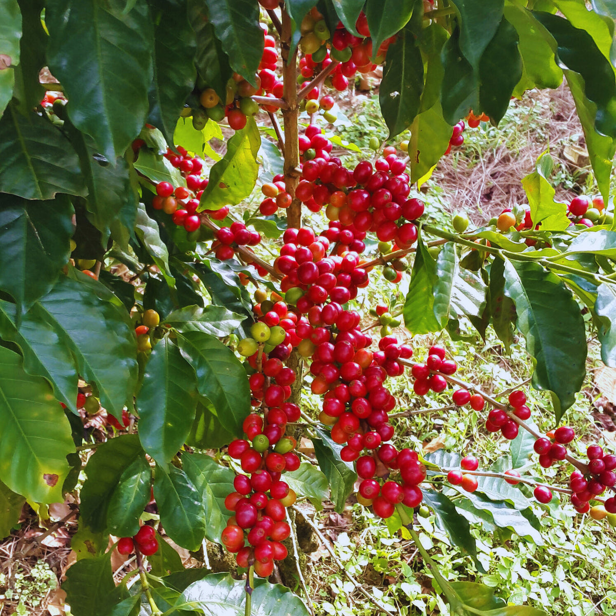 300 聖安東尼奧莊園 San Antonio Farm・尖身波旁 / 波旁 (Laurina bourbon)・水洗處理法・薇薇特南果