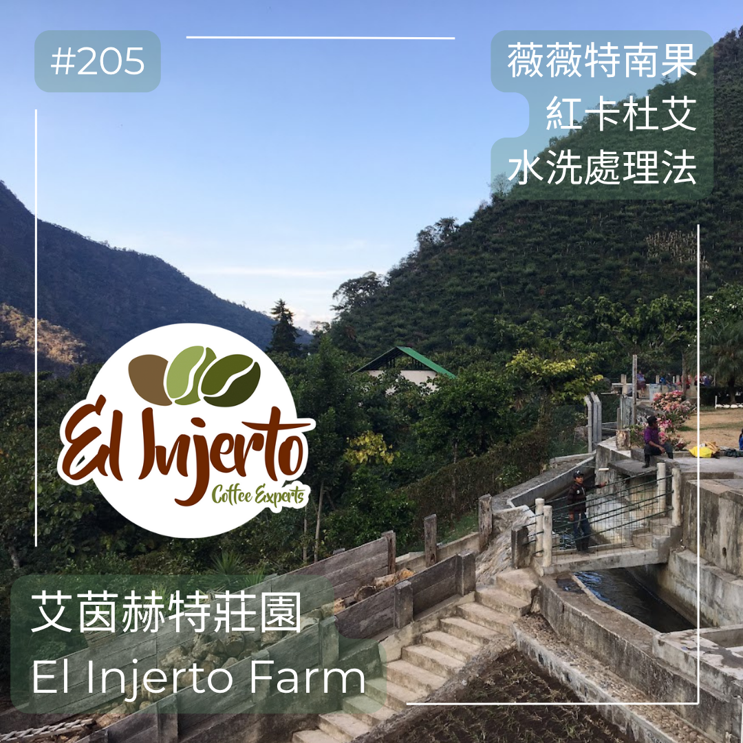 205.25 艾茵赫特莊園 El Injerto・紅卡杜艾・水洗處理法・薇薇特南果