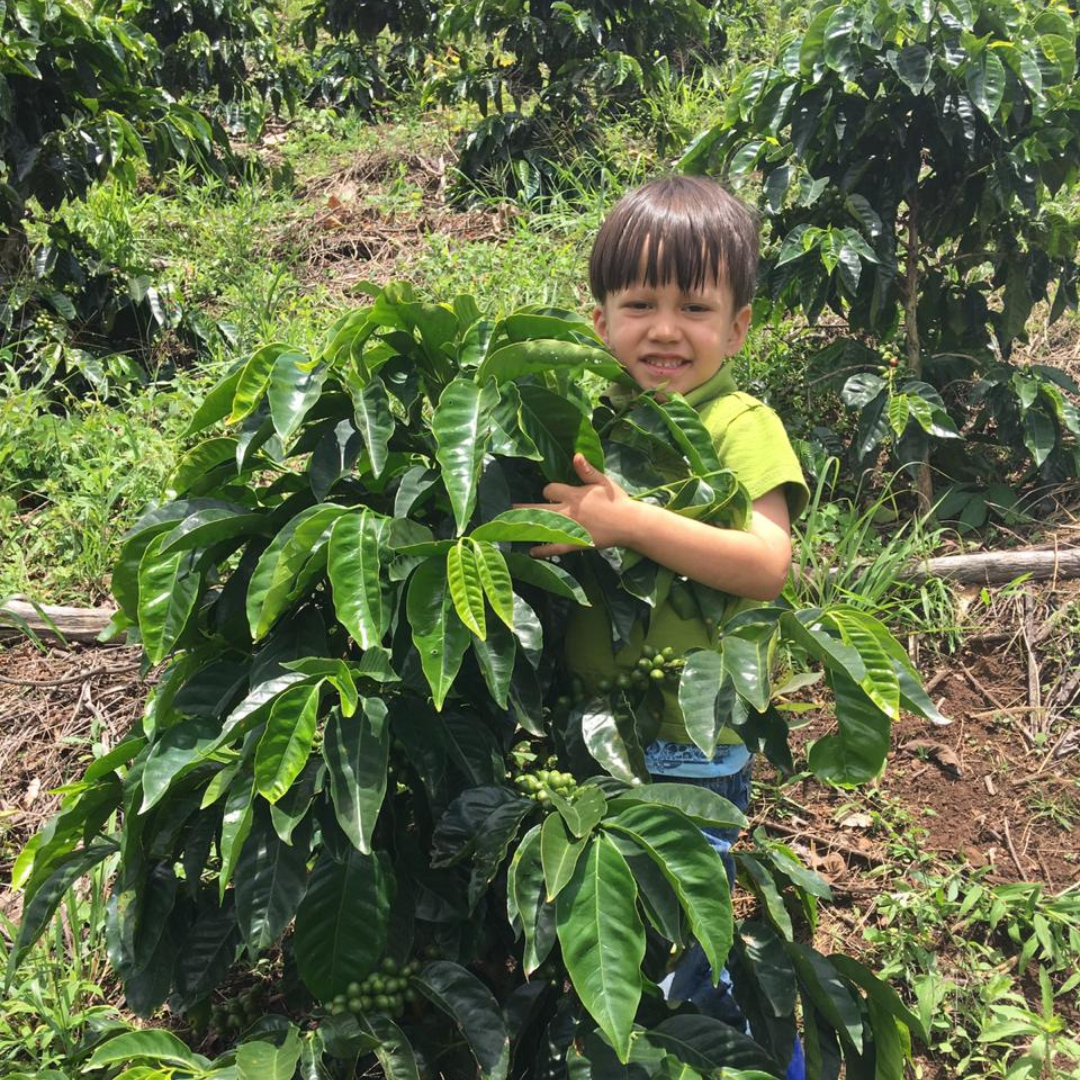 253.24 小王子莊園 Finca El Principito・黃卡杜艾・水洗處理法・法漢尼斯