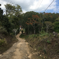 612.24 弩雲咖啡 Las Nubes coffee・卡杜拉、卡杜艾、鐵皮卡・水洗處理法・法漢尼斯 (瓜地馬拉商業豆)