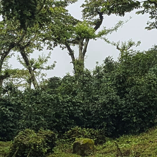 234.24 聖安東尼奧莊園 San Antonio Farm・波旁・日曬處理法・薇薇特南果 (OLOMO 咖啡烘焙比賽 限時限量，僅提供參賽者購買)