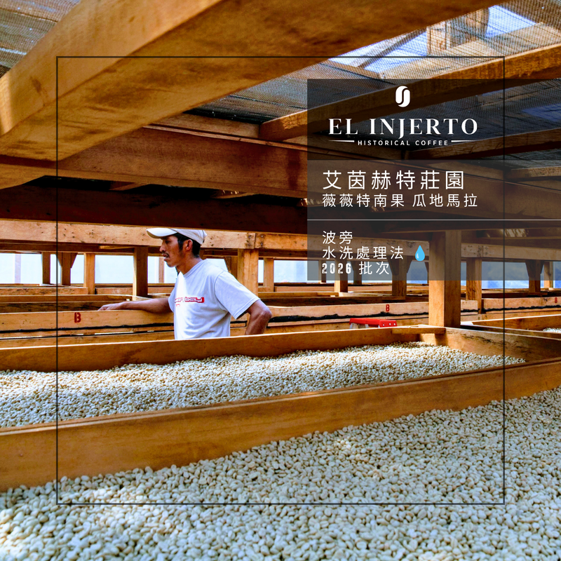 247 艾茵赫特莊園 El Injerto Farm - 薇薇特南果・波旁・水洗處理法