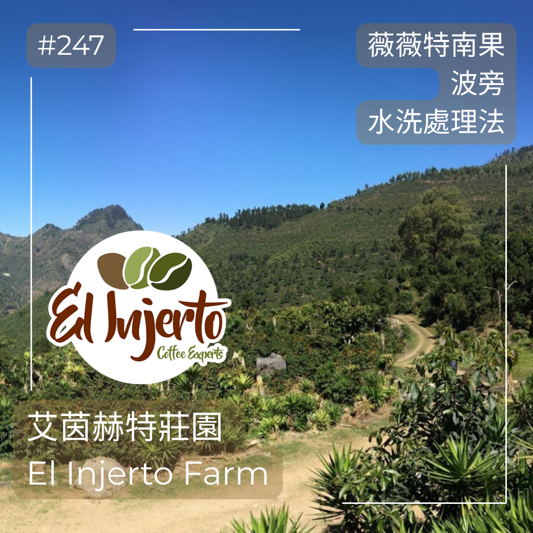 247.25 艾茵赫特莊園 El Injerto・波旁・水洗處理法・瓜地馬拉薇薇特南果