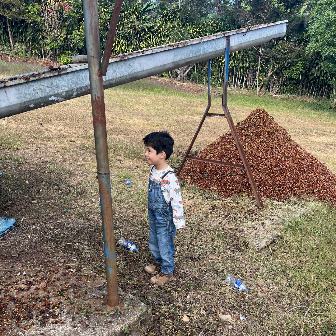 289 小王子莊園 El Principito Farm - 法漢尼斯．卡杜拉．日曬處理法 ☀️