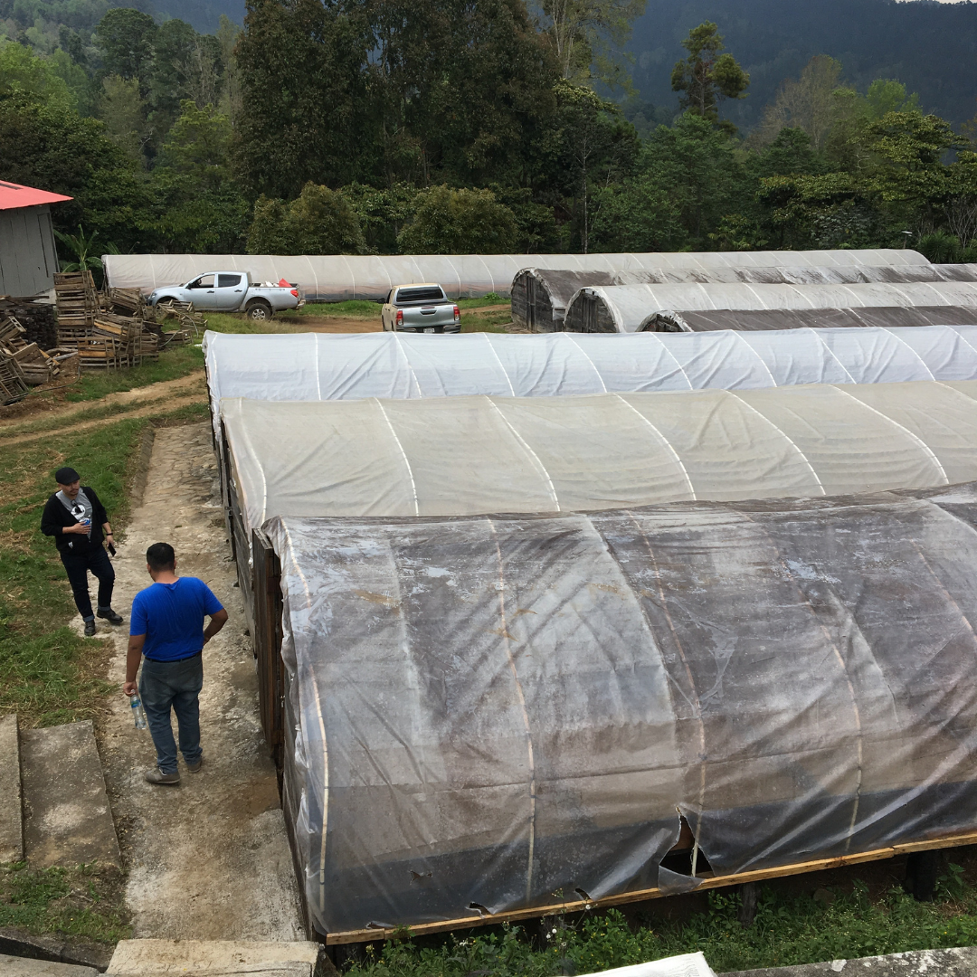 271.24 希雅莊園Xilate Farm．馬拉卡杜拉．日曬處理法．拉斯米納斯寶礦山脈