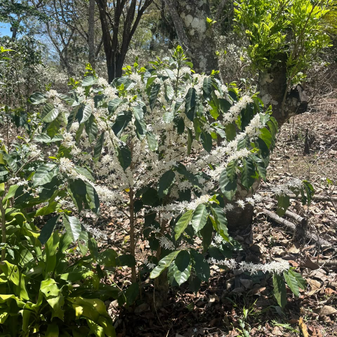 289 小王子莊園 El Principito Farm - 法漢尼斯．卡杜拉．日曬處理法 ☀️