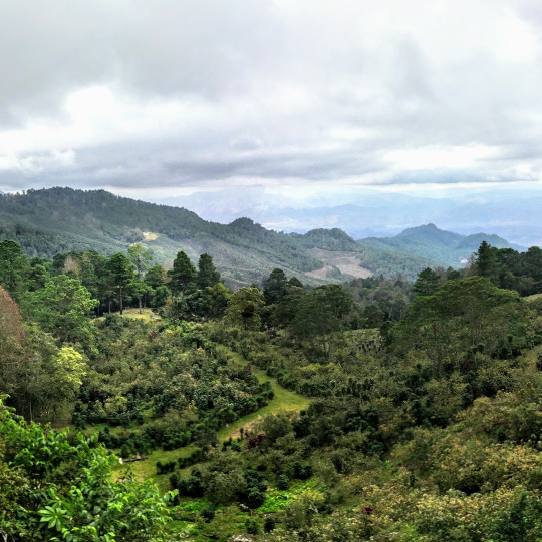 254 碧雅莊園 Finca La Bella・薇拉莎奇・日曬處理法・拉斯米納斯寶礦山脈