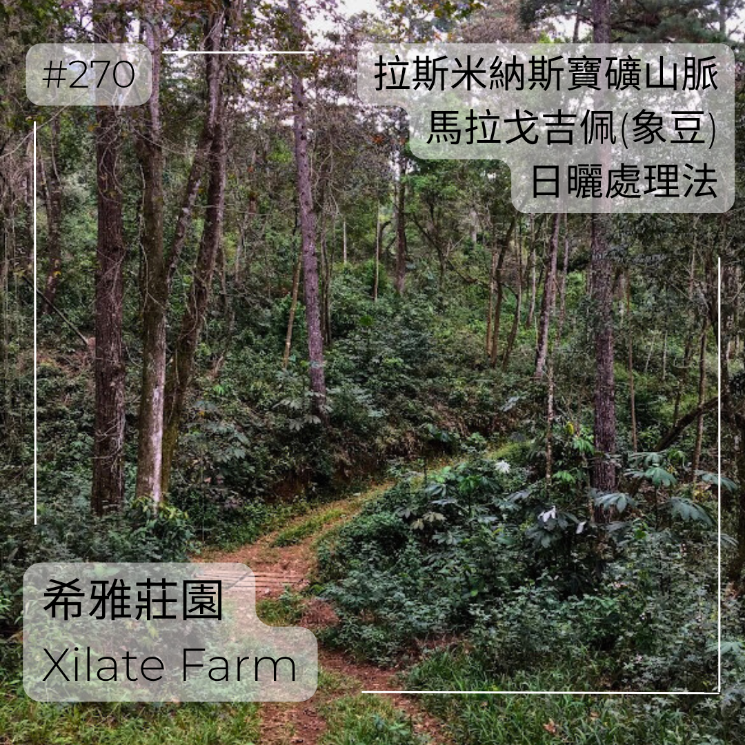 270.25 希雅莊園Xilate Farm．象豆．日曬處理法．拉斯米納斯寶礦山脈