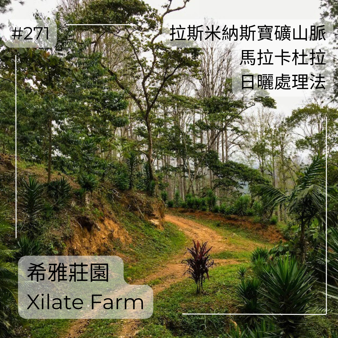 271.25 希雅莊園Xilate Farm．馬拉卡杜拉．日曬處理法．拉斯米納斯寶礦山脈