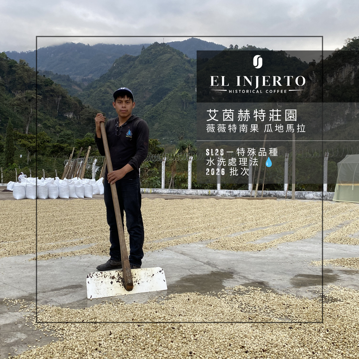 286 艾茵赫特莊園 El Injerto Farm - 薇薇特南果・SL28・水洗處理法