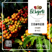 481 艾茵赫特莊園 El Injerto・黃卡杜艾・水洗處理法・薇薇特南果