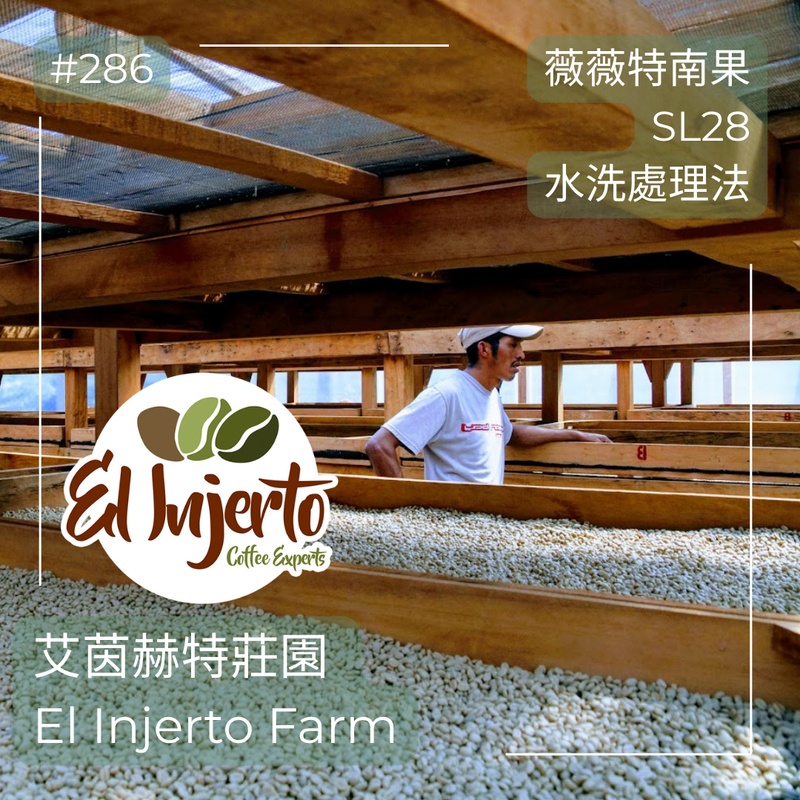 286.25 艾茵赫特莊園 El Injerto・SL28・水洗處理法・瓜地馬拉 薇薇特南果