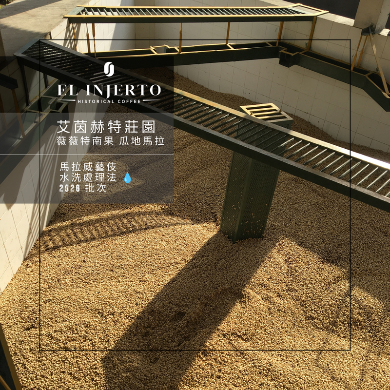287 艾茵赫特莊園 El Injerto Farm - 薇薇特南果・馬拉威藝伎・水洗處理法