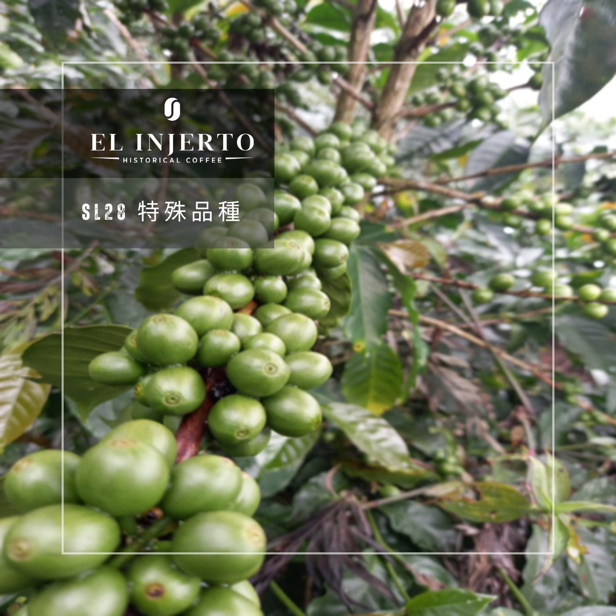 286 艾茵赫特莊園 El Injerto Farm - 薇薇特南果・SL28・水洗處理法