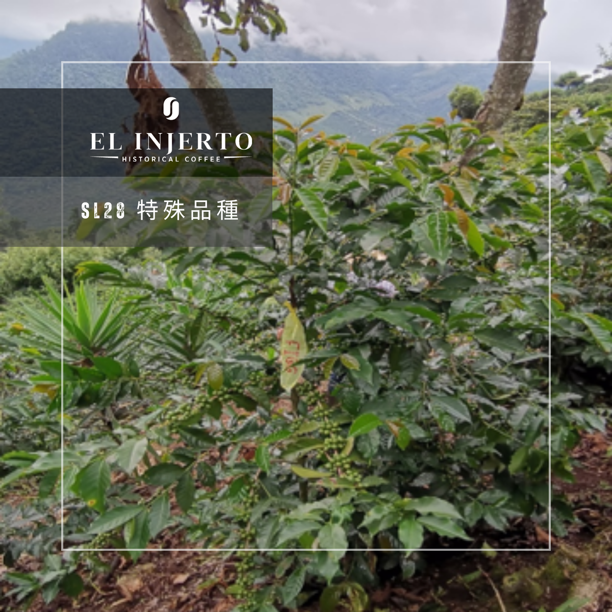 286 艾茵赫特莊園 El Injerto Farm - 薇薇特南果・SL28・水洗處理法