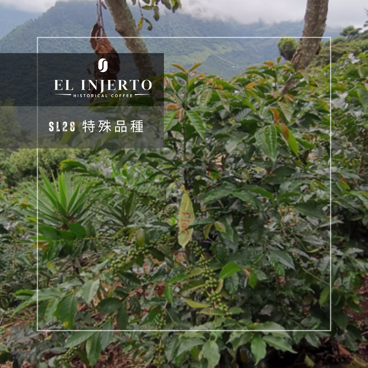 286 艾茵赫特莊園 El Injerto Farm - 薇薇特南果・SL28・水洗處理法