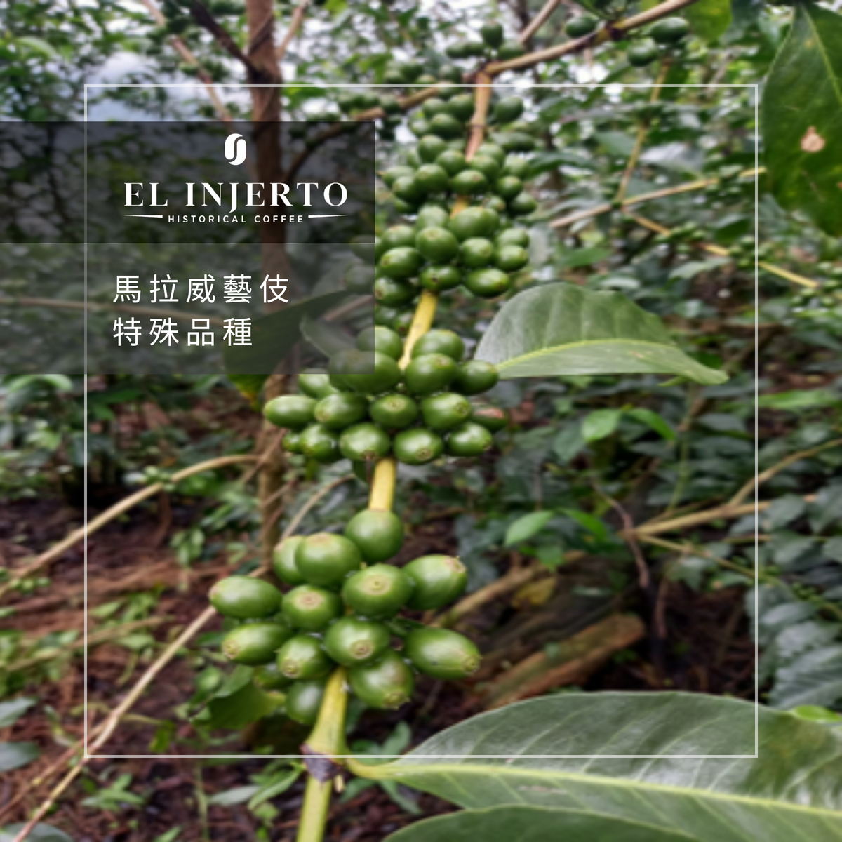 287 艾茵赫特莊園 El Injerto Farm - 薇薇特南果・馬拉威藝伎・水洗處理法