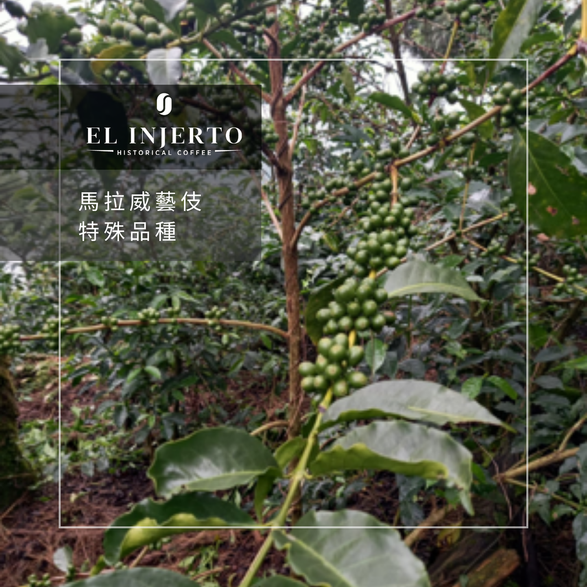 287 艾茵赫特莊園 El Injerto Farm - 薇薇特南果・馬拉威藝伎・水洗處理法