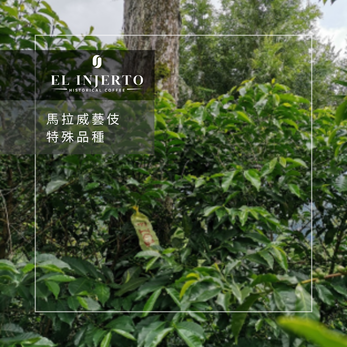287 艾茵赫特莊園 El Injerto Farm - 薇薇特南果・馬拉威藝伎・水洗處理法