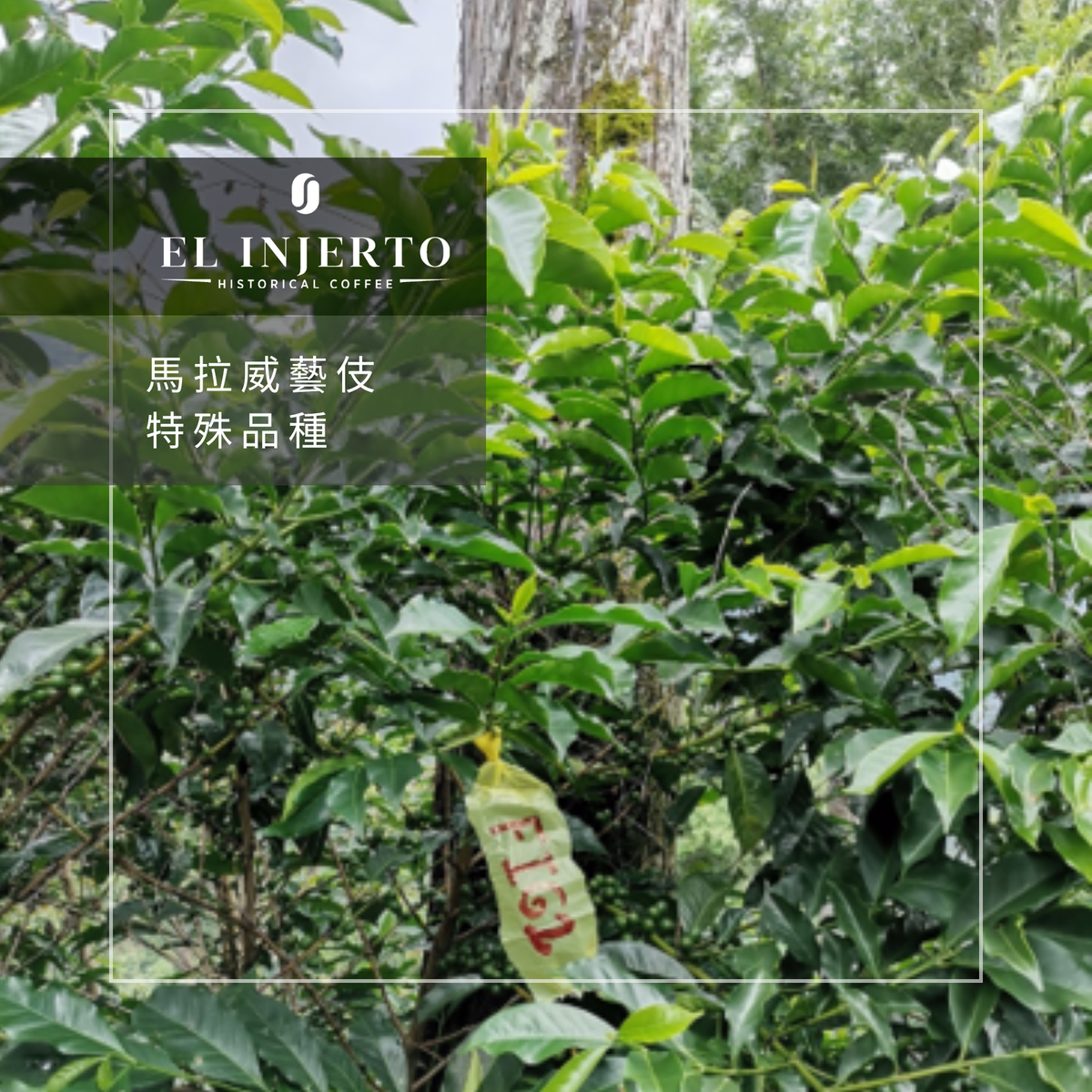 287 艾茵赫特莊園 El Injerto Farm - 薇薇特南果・馬拉威藝伎・水洗處理法