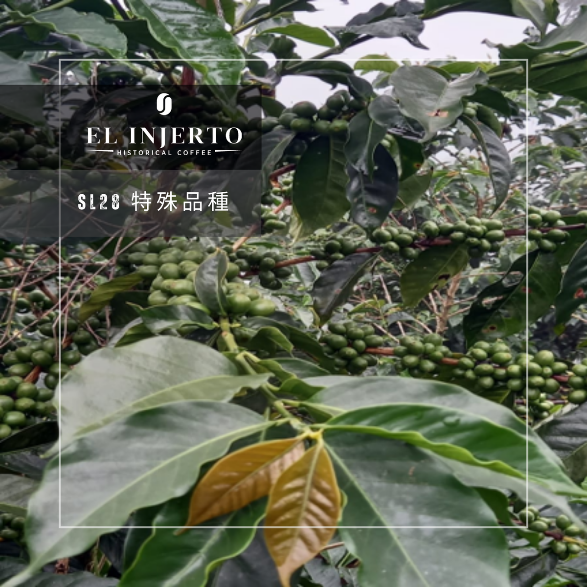 286 艾茵赫特莊園 El Injerto Farm - 薇薇特南果・SL28・水洗處理法