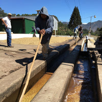 453.24 希洛羅咖啡 Cerro de Oro Coffee・卡杜拉、卡杜艾、鐵皮卡・水洗處理法・阿蒂特蘭湖 (瓜地馬拉商業豆）