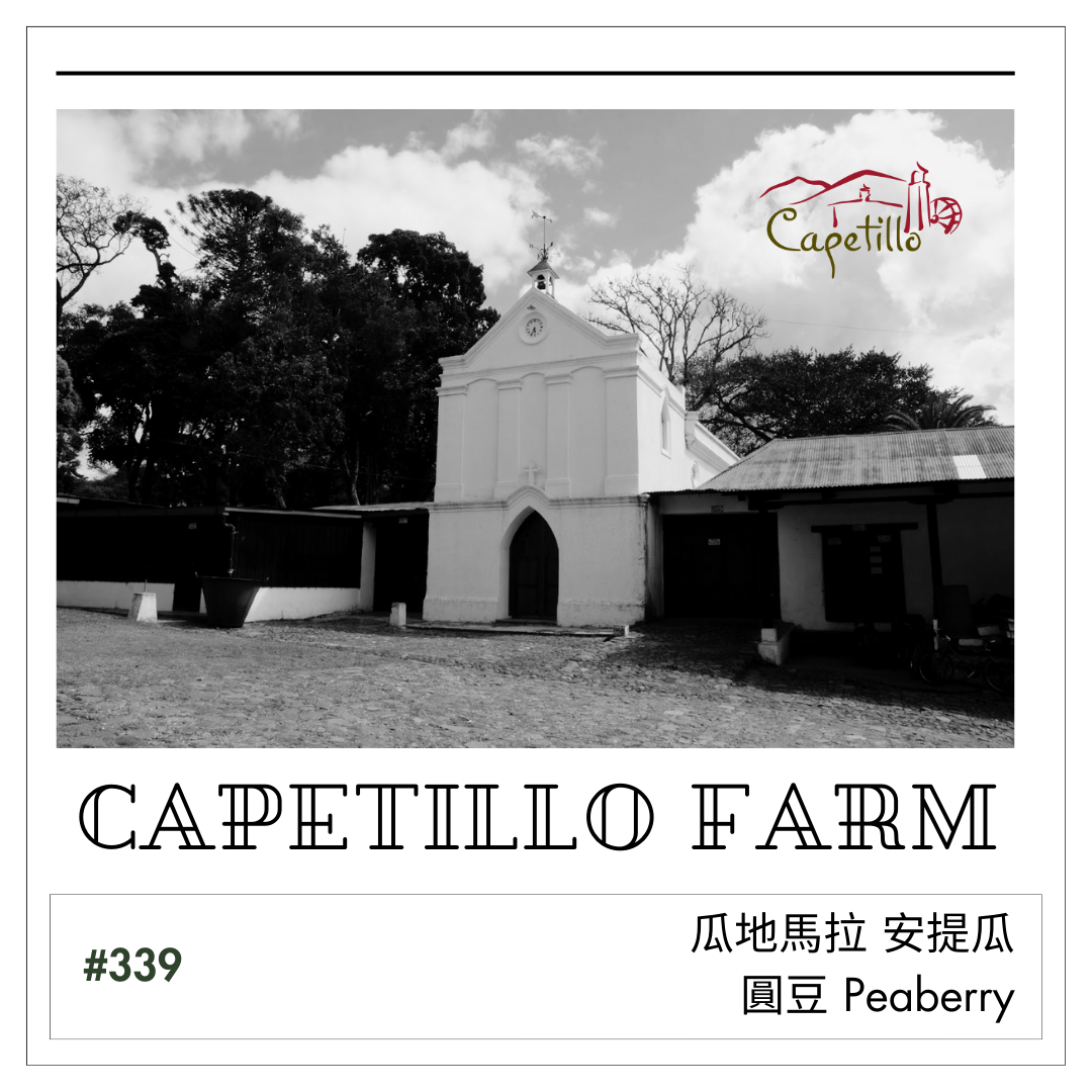 339卡佩提洛莊園 Capetillo Farm．圓豆．水洗處理法．安提瓜(APCA)