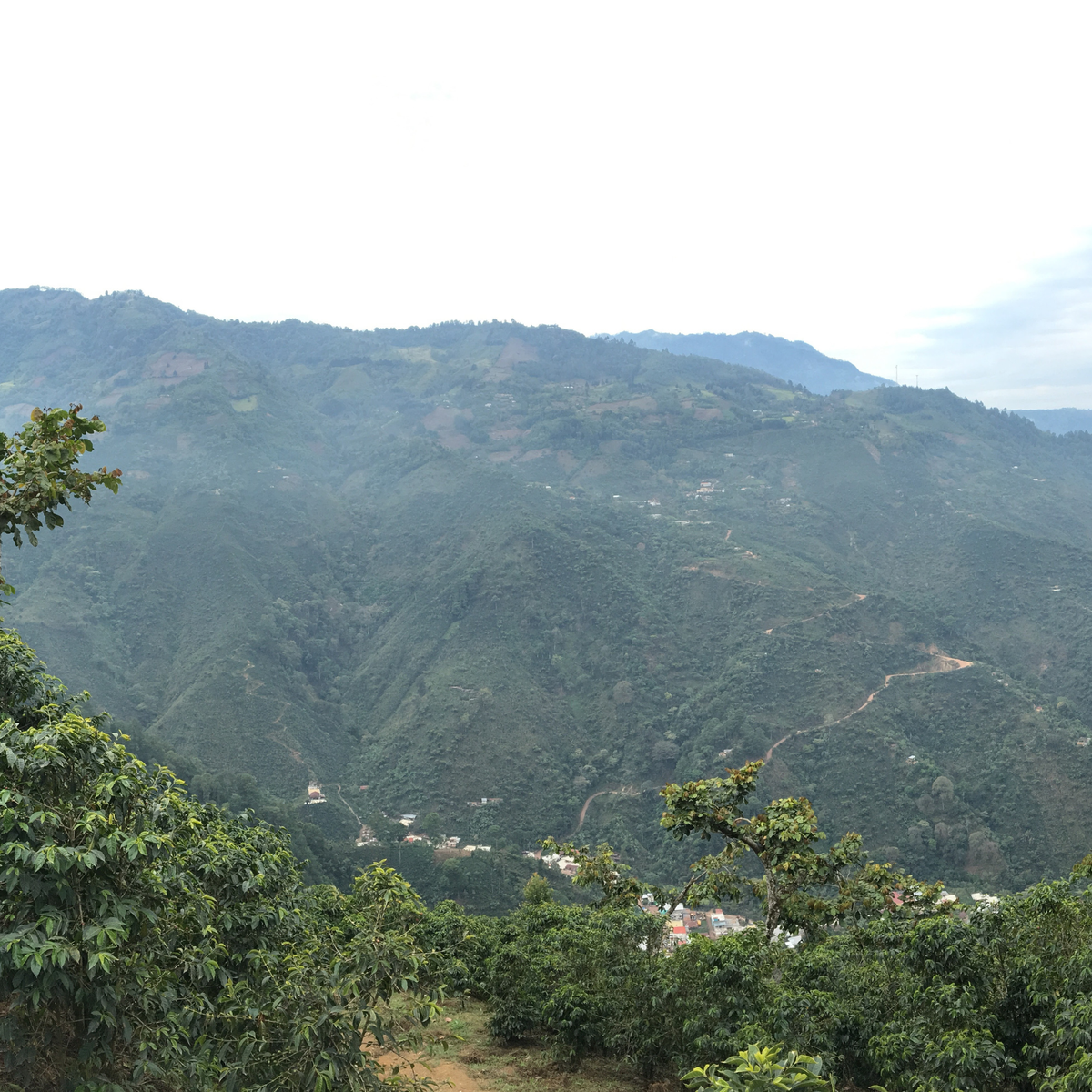357 薇絲塔美人莊園 Finca Bella Vista - 薇薇特南果・波旁、卡杜拉・水洗處理法