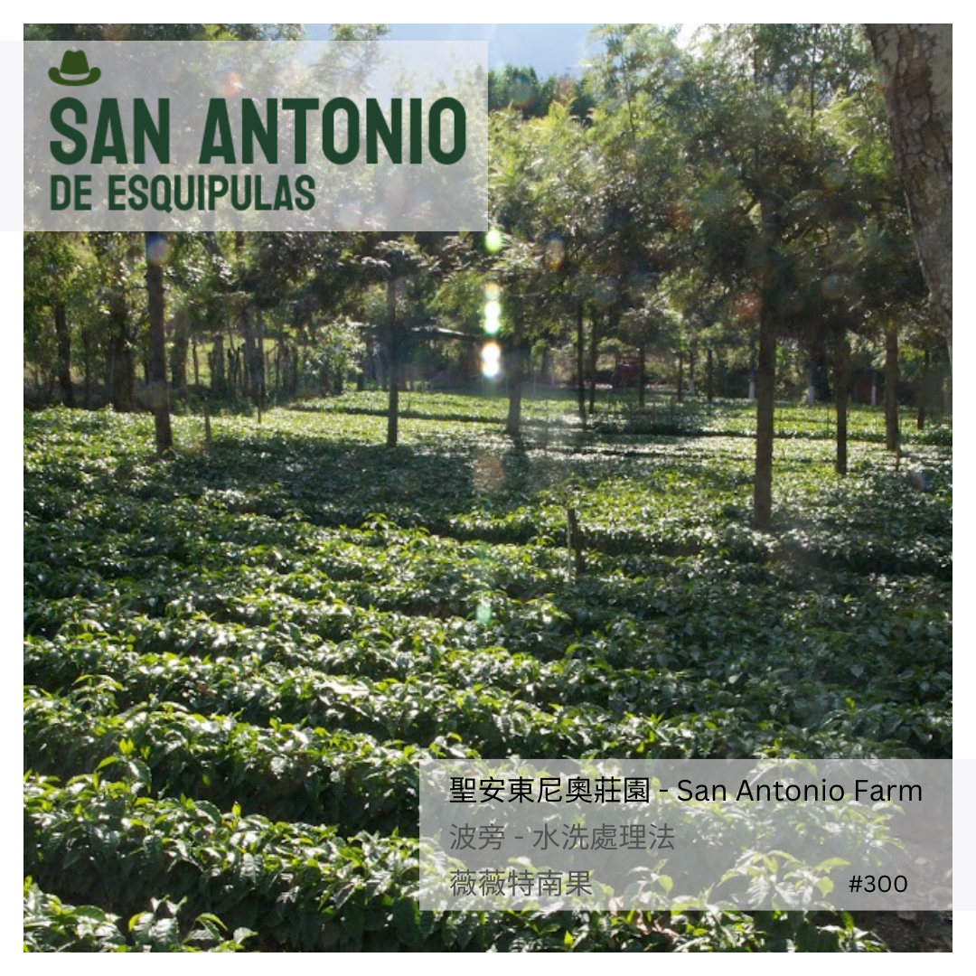 300 聖安東尼奧莊園 San Antonio Farm・波旁 (Bourbon)・水洗處理法・薇薇特南果