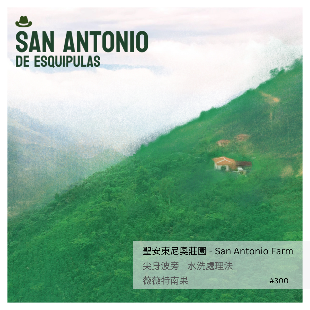 300 聖安東尼奧莊園 San Antonio Farm・尖身波旁 (Laurina Bourbon)・水洗處理法・薇薇特南果