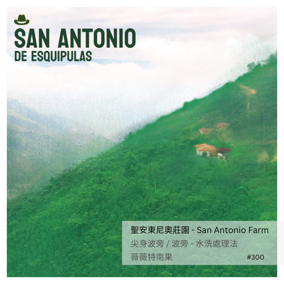 300 聖安東尼奧莊園 San Antonio Farm・尖身波旁 / 波旁 (Laurina bourbon)・水洗處理法・薇薇特南果