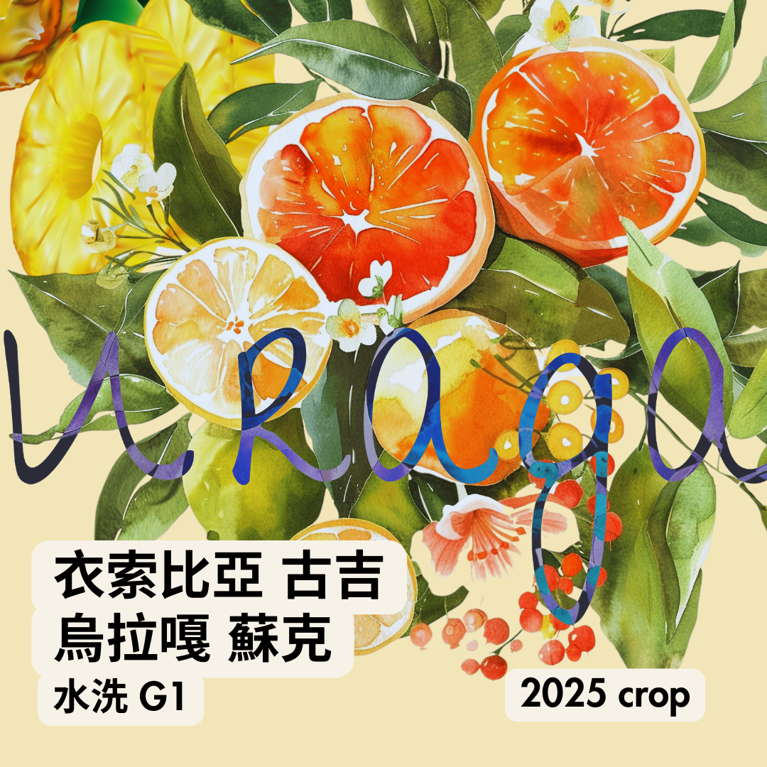 313 “檸檬皮卡”熱賣中！衣索比亞・古吉・烏拉嘎・蘇克・水洗・G1