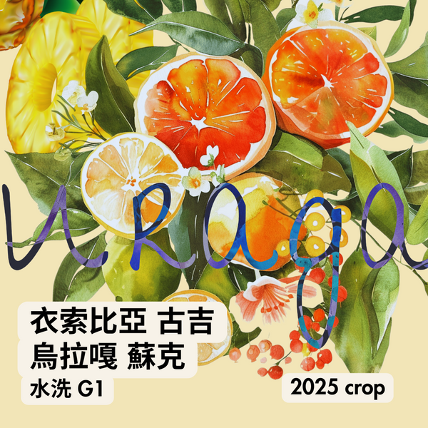 313 “檸檬皮卡”熱賣中！衣索比亞・古吉・烏拉嘎・蘇克・水洗・G1
