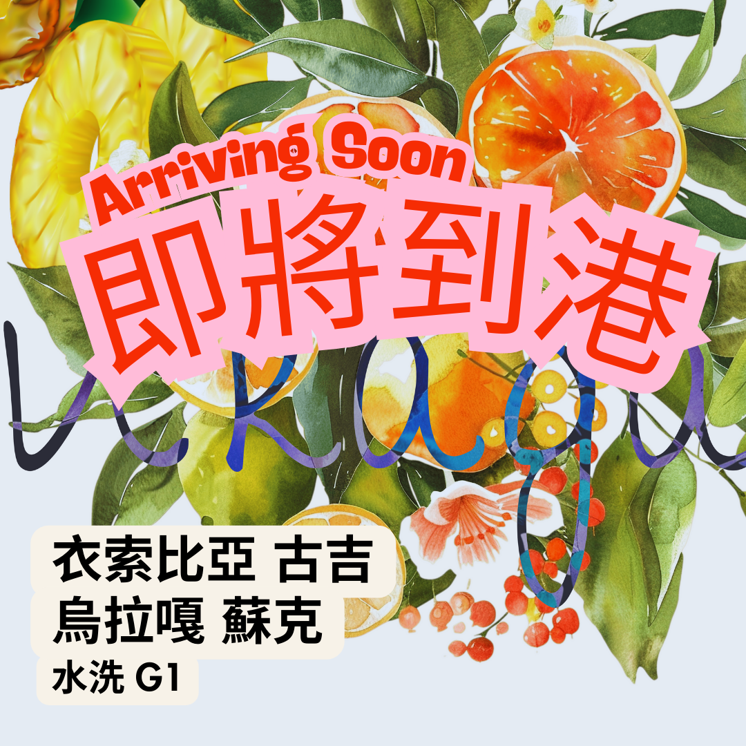 即將到港！！！313 衣索比亞 古吉 烏拉嘎 蘇克 水洗 G1 (預計3月底出貨)