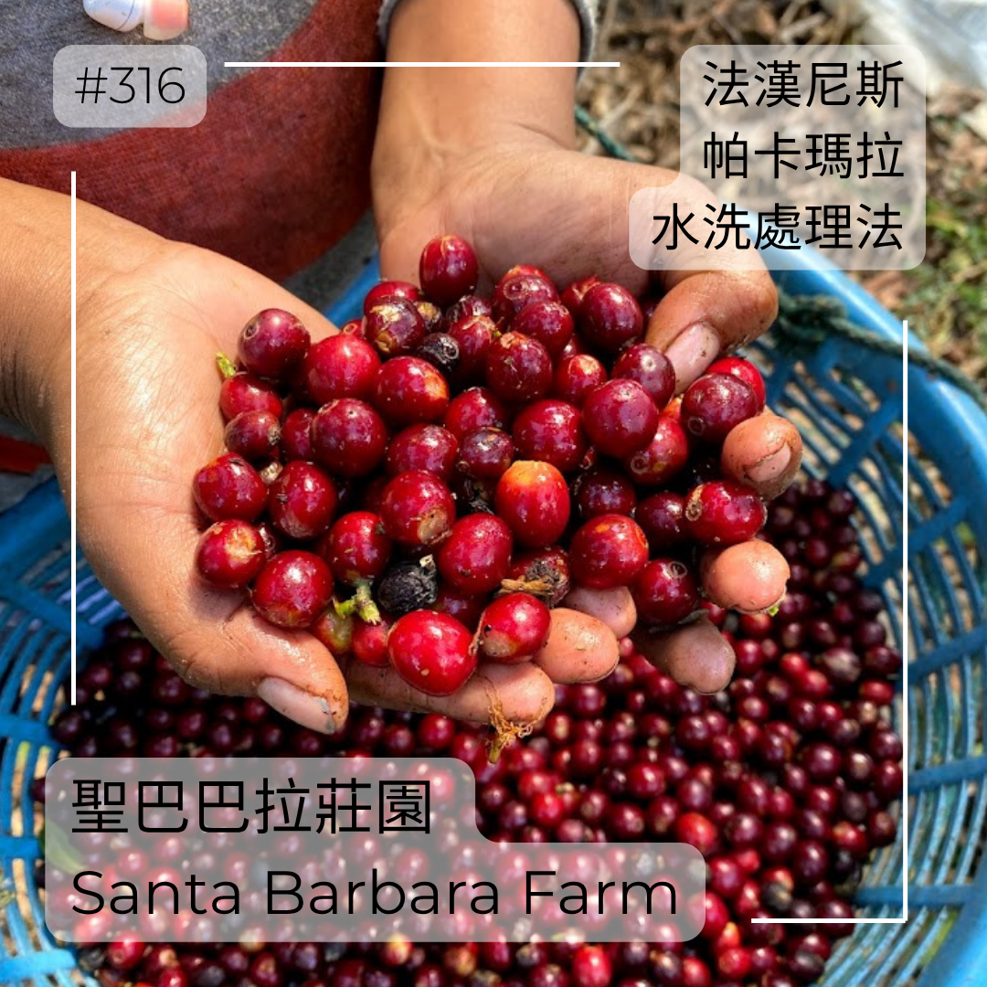 316.25 聖巴巴拉莊園Santa Barbara・帕卡瑪拉・水洗處理法・法漢尼斯