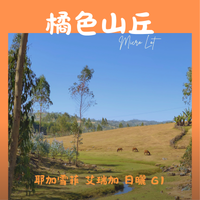 321 “橘色山丘”開賣！衣索比亞・耶加雪菲・艾瑞加處理廠 ・原生種 ・日曬・ G1