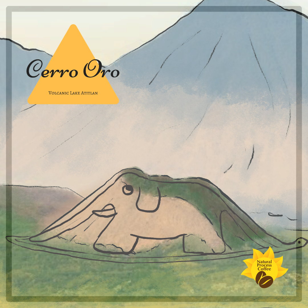 354 希洛羅咖啡 Cerro de Oro coffee - 阿蒂特蘭湖・波旁、帕榭・日曬處理法